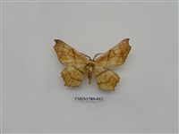 藏品(中國蛾類)的圖片